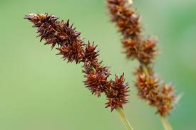 Attēlu rezultāti vaicājumam “Carex vulpina”