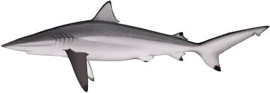 Image result for Carcharhinus brevipinna