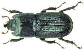 Attēlu rezultāti vaicājumam “Sinodendron cylindricum”