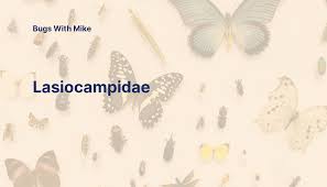 Attēlu rezultāti vaicājumam “Lasiocampidae”