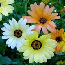 Image result for Dimorphotheca sinuata