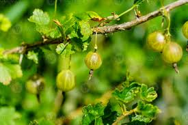 Attēlu rezultāti vaicājumam “Nematus ribesii larva”