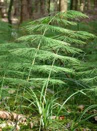 Attēlu rezultāti vaicājumam “Equisetum sylvaticum”