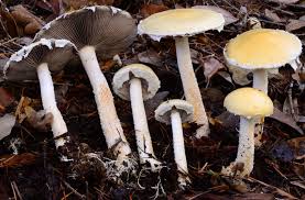 Attēlu rezultāti vaicājumam “Stropharia hornemannii”