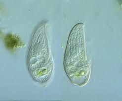 Attēlu rezultāti vaicājumam “Blepharostoma trichophyllum sporophyte”