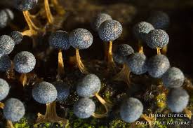 Attēlu rezultāti vaicājumam “Physarum leucopus”