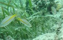 Image result for Ocyurus chrysurus