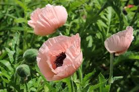 Attēlu rezultāti vaicājumam “Papaver orientale”