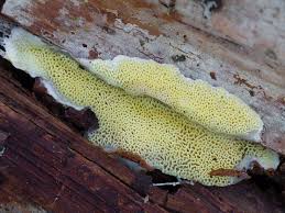 Attēlu rezultāti vaicājumam “Flaviporus citrinellus”