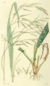 Attēlu rezultāti vaicājumam “Festuca gigantea”