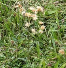Attēlu rezultāti vaicājumam “Serratula tinctoria flower”