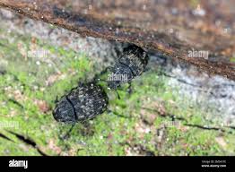 Attēlu rezultāti vaicājumam “Anthribus nebulosus”