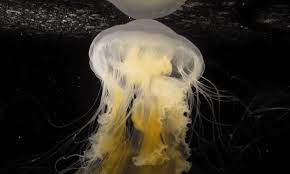 Image result for Phacellophora camtschatica