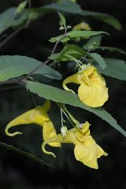 Attēlu rezultāti vaicājumam “Impatiens noli-tangere flower”