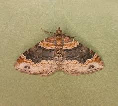 Attēlu rezultāti vaicājumam “Xanthorhoe ferrugata”