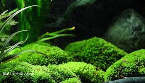 Attēlu rezultāti vaicājumam “Elatine hydropiper leaf”