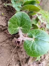 Attēlu rezultāti vaicājumam “Asarum europaeum leaf”