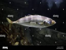 Image result for Trachurus trachurus