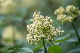 Attēlu rezultāti vaicājumam “Sambucus racemosa flower”