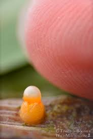 Attēlu rezultāti vaicājumam “Sphaerobolus stellatus”