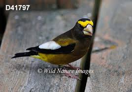 Image result for Hesperiphona vespertina