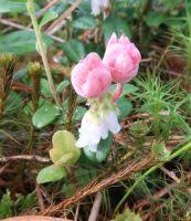 Attēlu rezultāti vaicājumam “Exobasidium vaccinii”