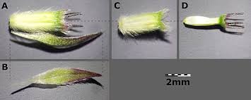Attēlu rezultāti vaicājumam “Succisa pratensis bud”