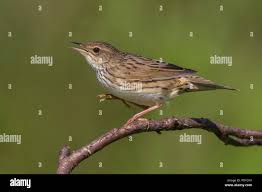 Image result for Locustella lanceolata