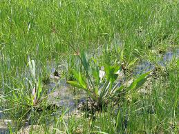 Attēlu rezultāti vaicājumam “Alisma lanceolatum”