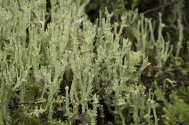 Attēlu rezultāti vaicājumam “Cladonia ramulosa”