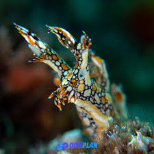 ผลการค้นหารูปภาพสำหรับ Bornella Anguilla