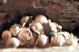 Attēlu rezultāti vaicājumam “Diderma floriforme”