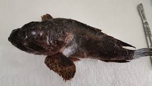 Image result for Scorpaena porcus