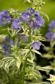 Attēlu rezultāti vaicājumam “Polemonium caeruleum flower”