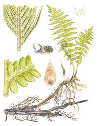 Attēlu rezultāti vaicājumam “Matteuccia struthiopteris”