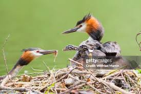 Attēlu rezultāti vaicājumam “Podiceps cristatus nest”