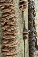 Attēlu rezultāti vaicājumam “Gloeophyllum abietinum”