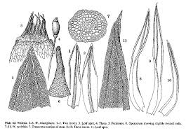 Attēlu rezultāti vaicājumam “Weissia brachycarpa”