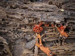 Attēlu rezultāti vaicājumam “Metatrichia vesparia”