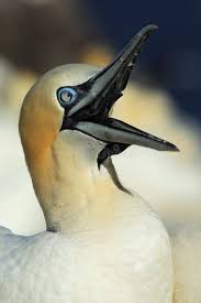 Image result for Morus bassanus