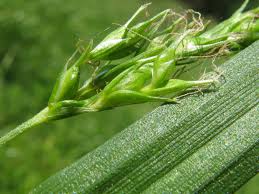 Attēlu rezultāti vaicājumam “Carex sylvatica”