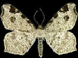 Attēlu rezultāti vaicājumam “Macaria notata”