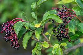 Attēlu rezultāti vaicājumam “Sambucus nigra fruit”