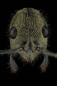 Attēlu rezultāti vaicājumam “Dianema depressum macro”