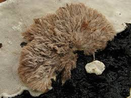 Attēlu rezultāti vaicājumam “Sporophagomyces chrysostomus”