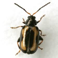 Attēlu rezultāti vaicājumam “Phyllotreta sp.”