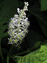 Attēlu rezultāti vaicājumam “Phytolacca acinosa flower”