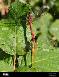 Attēlu rezultāti vaicājumam “Sympetrum sanguineum male”