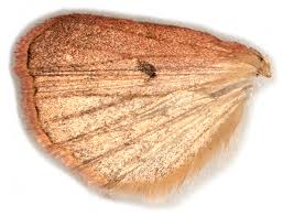 Attēlu rezultāti vaicājumam “Diarsia florida”