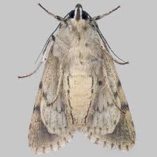 Attēlu rezultāti vaicājumam “Acronicta aceris”